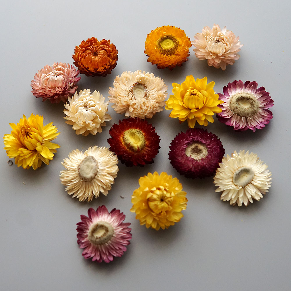 Natural Dried Colorful Chrysan - Candle Making Experience recension och pris