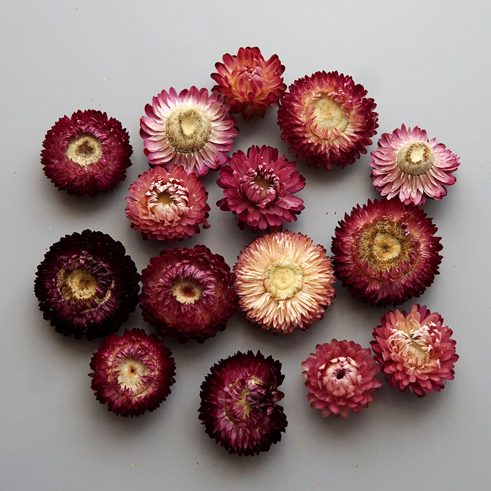 Natural Dried Colorful Chrysan - Candle Making Experience recension och pris