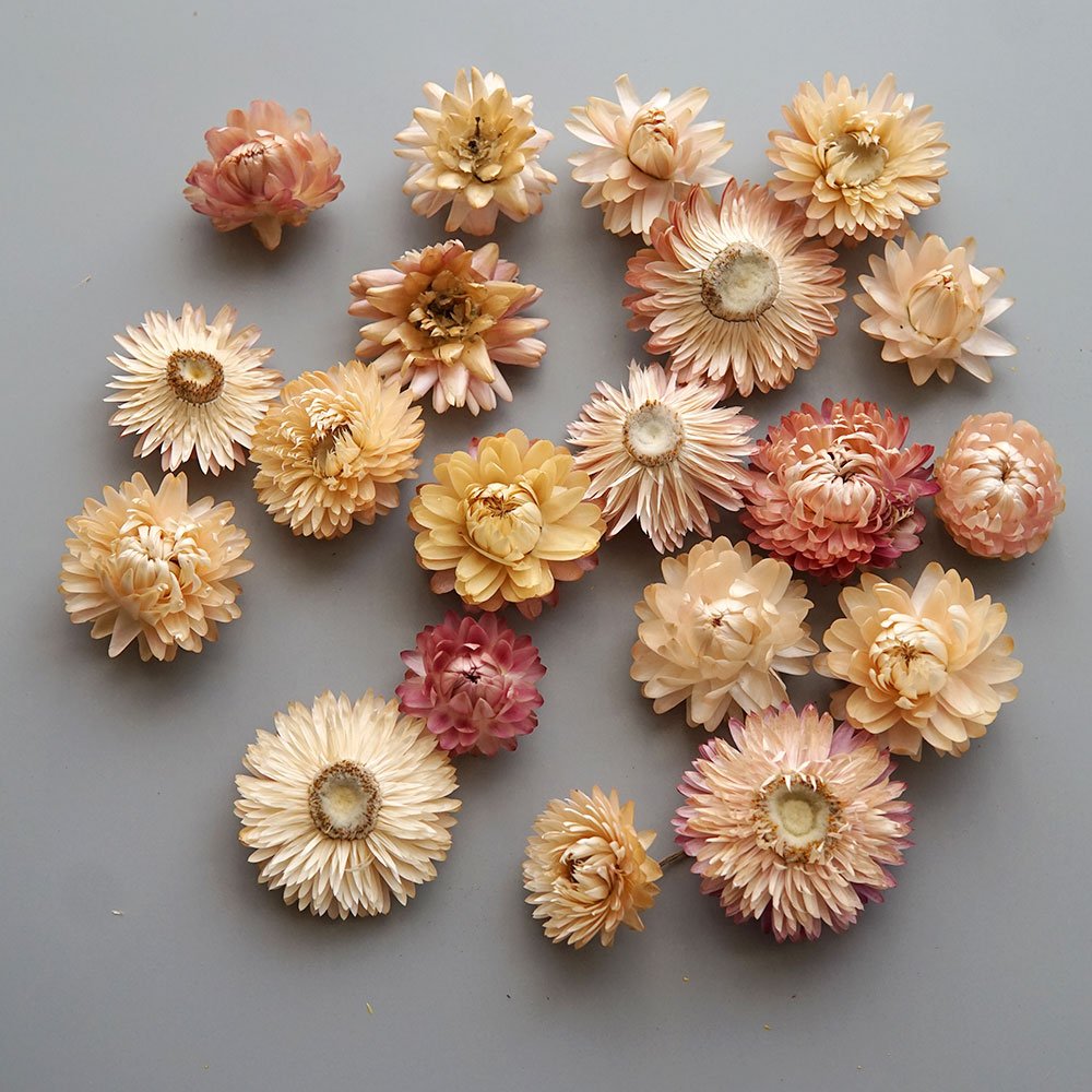 Natural Dried Colorful Chrysan - Candle Making Experience recension och pris